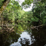 ....ein Bach im Dschungel  -voll mit Mosquitos....