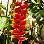 ....und einem Garten.....