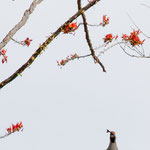 der Kardinalvogel (oben)