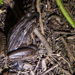 ....mit großen und lauten Fröschen.....