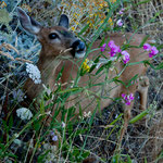 Ein Reh verspeist mit Vergnügen die Blumen