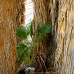 die Palmen behalten ihr "Stroh"