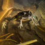 Das "Centro Turistico Estelimar" hat auch einen Teich.....