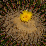 Die nächsten Bilder zeigen wie wunderschön die Wüste blühen kann