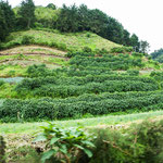 ....auf dem vom Kaffee bis zu bestem Gemüse alles gedeiht.....