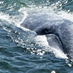 .....er schaut sich die Besucher auf der Brücke an.....
