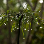 ....hier Farnpflanzen voller Tautropfen.....