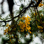 ....die ersten Bäume stehen schon in der Blüte.....