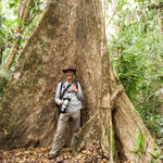 ....von diesen Urwaldriesen gibt es ganz viele verschiedene Arten....