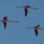 ....diese farbigen Gesellen sind auch hervorragende Flieger.....