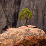 .... ein Bonsai auf hartem Fels.