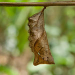 .....und hier eine Puppe.....