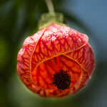 ....und die Blumenpracht des Gartens ist einmalig.....