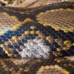 ....Kriechtierwelt aus Salvador - hier eine Boa....