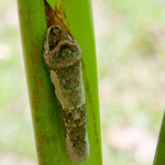 hier eine andere schon weiter fortgeschritten.....