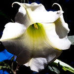 ....was für tolle Blume....