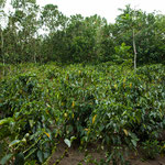 ....Kaffeepflanzen geschützt von hohen Hecken.....