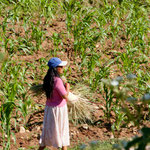 .....Bast Material zum flechten.....