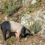 Sie waren ununterbrochen am Futter suchen