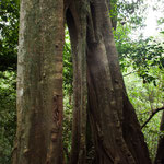 ....mehrere Stämme vereinen sich zu Einem......