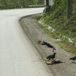 Alles was auf der Strasse überfahren wird entsorgen die Geier.....