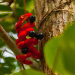 .....eine Art Ochidee?? - aber sehr schön....