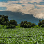 ....auf 2.000m Höhe wächst viel und guter Kohl......