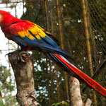 ....ein roter Arras.....