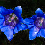 .....Einzian blüht überall......