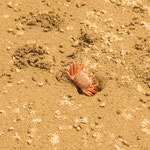 ....und Krebse über die Ebbe....