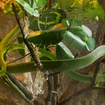 .....eine Baumschlange.....