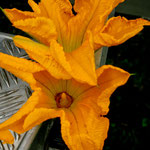 With this flowers Rita made a fantastic meal.....