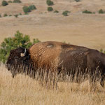 ....und manche kamen ganz nah....