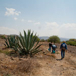 Auf dem Weg zu den Agaven