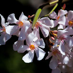 ....überall tolle Blumen....