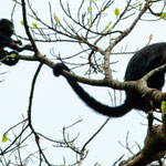 Eine Brüllaffen Familie