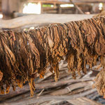 ....hier die getrockneten Blätter.....