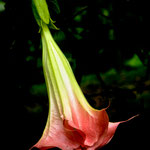 ....uns fasziniert immer wieder die Blütenpracht von Costa Rica.....