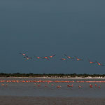 ....am Abend "leuchten" die Flamingos besonders....