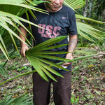 ....die "Palmherzen" konnten wir direkt vor Ort essen....