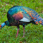 Was für ein bunter Vogel - ein wilder Truthahn....