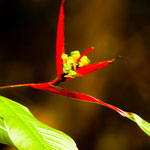 ....tropische Urwaldblumen.....