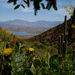 ...fantastisch blühende Wüste...