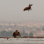 ......aber wir waren sehr angetan mit welcher Anmut sie für uns ihre Flugakrobatik gezeigt haben.