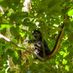 Ein Spider-Monkey auf dem Weg zu den Ruinen.....