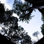 ....hier ein Blick durch die Öffnung einer anderen Cenote