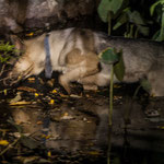 ....und der hauseigene Schäferhund seine Zeit vertrieb.