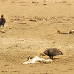 ....Geier freuen sich über jeden angeschwemmten Fisch.....