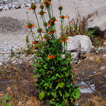 ....diese Bilder zeigen den wunderbaren.....