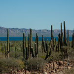 Zum ersten Mal sehen wir die Bahia Concepcion zwischen Kakteenwälder